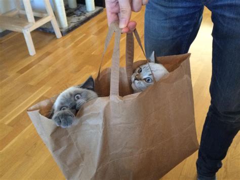 Cats In Bags
