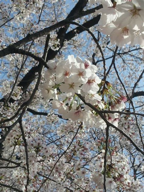 Di mana tempat terbaik melihat sakura di korea? Gambar Bunga Sakura Di Korea - Kumpulan Gambar Bunga