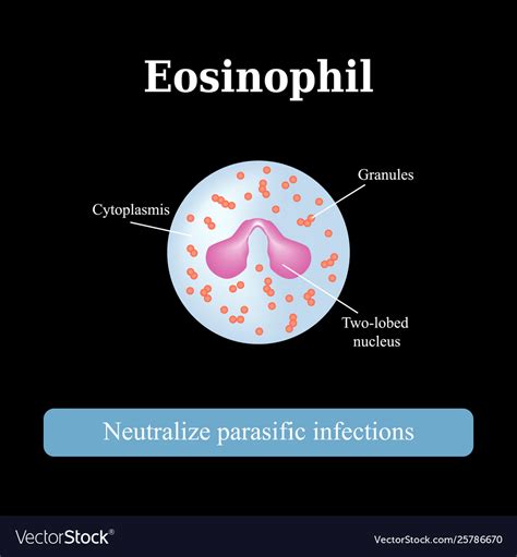 Structure Eosinophil Royalty Free Vector Image