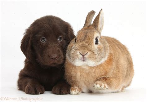 Pets Flatcoated Retriever Puppy And Rabbit Photo Wp38073