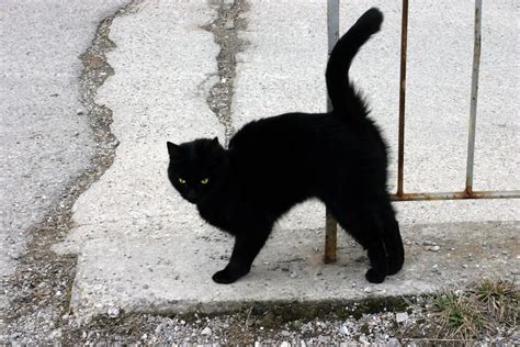 file a black cat wikimedia commons