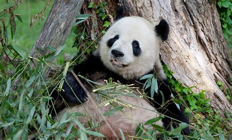 Kollektív Nyalás Izgalmas Giant Panda Zoo Holdall Mérgező Festmény