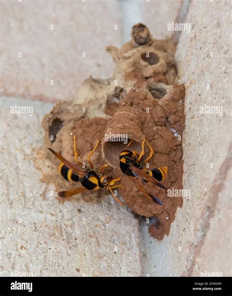 Female Potter Wasps Abispa Ephippium Building A Multi Cell Brown Mud