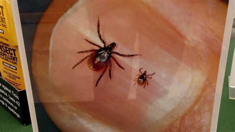 Spiders That Look Like Ticks