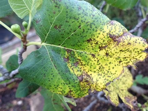 Fig Diseases And Pests Description Uses Propagation