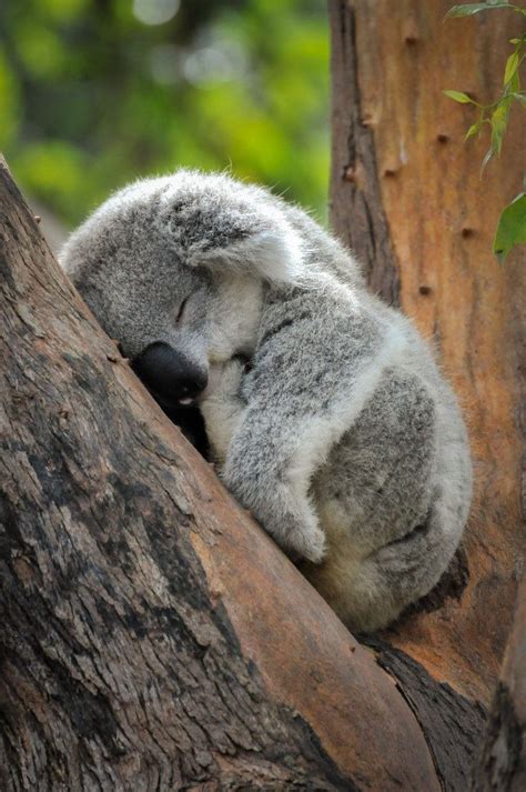 Pin By Malinda Dilday On Animal Kingdom Sleeping Animals Koala Baby