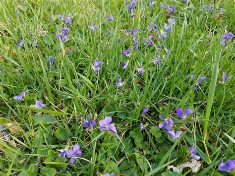Wild violets reproduce from seeds or roots. Lawn "Weeds" a Problem? - My Green Montgomery : My Green ...