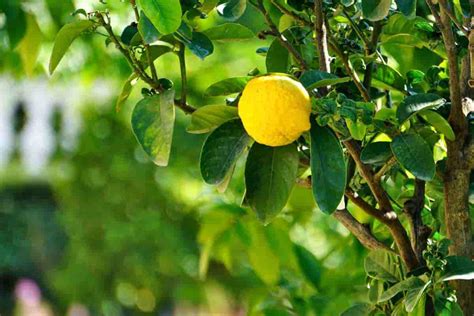 Lemon Sour Buy Various Types Of Lemon Sour Arad Branding