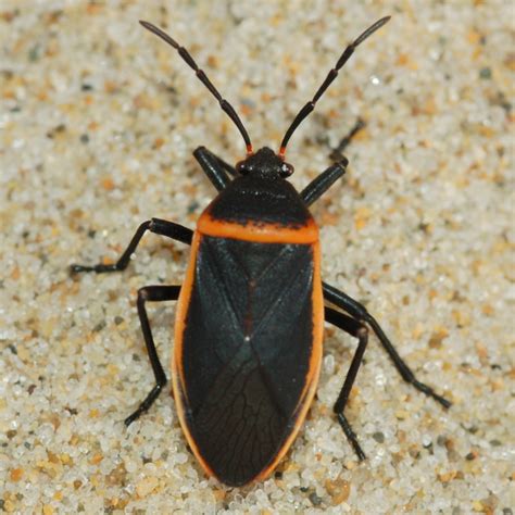 Black And Orange Bug Largus Cinctus Bugguidenet