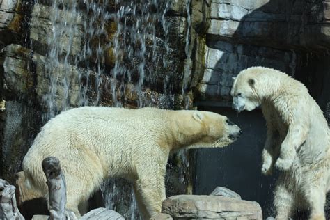 Polar Bear Play Two Polar Bears Play Beneath A Waterfall A Flickr
