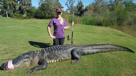 Huge Alligator Named Chubbs Caught On Houston Area Golf Course