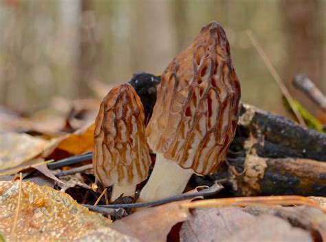 The Secret To Morel Mushroom Hunting In Michigan Michigan