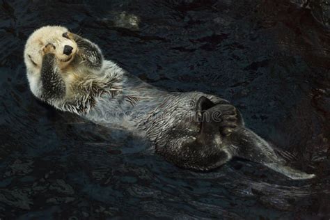 Sea Otter Enhydra Lutris Stock Photo Image Of Life 147745736
