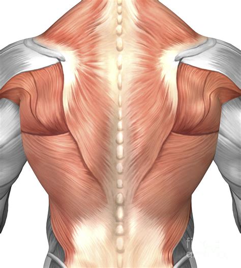Male Muscle Anatomy Of The Human Back Digital Art By Stocktrek Images