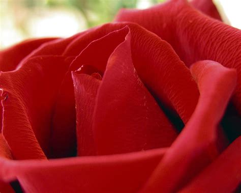 Free Download Pics Photos Red Roses Love Rose Beautiful Red Lovely