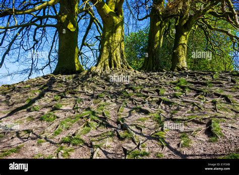 Exposed Tree Roots Caused By Soil Erosion Stock Photo Alamy