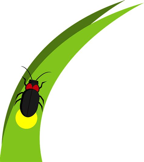 Firefly On Grass Blade Clipart Free Download Transparent Png Creazilla