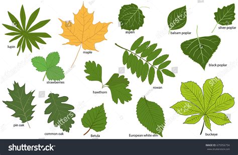 13522 Autumn Leaves Names Images Stock Photos And Vectors Shutterstock