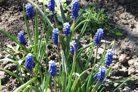 The state of florida minces no words about the water hyacinth: The Blog Fodder: How does your garden grow?