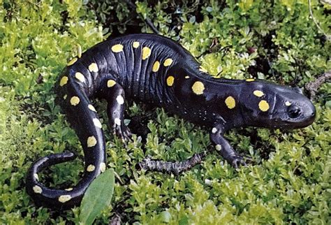 Heath Free Public Library Spotted Salamanders Big Night Tips