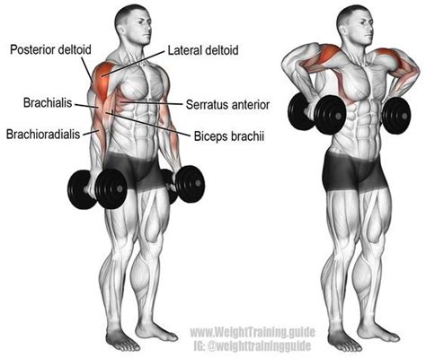 Dumbbell Armpit Row Instructions And Video Weight Training Guide