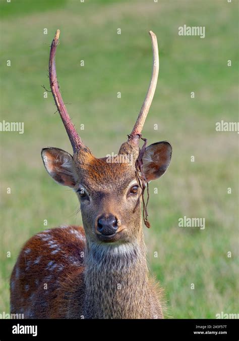 Male Shedding Velvet Formosan Sika Deer Cervus Nippon Taiouanus Stock