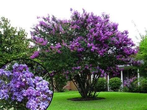 The 5 Best Purple Flowering Trees For Texas