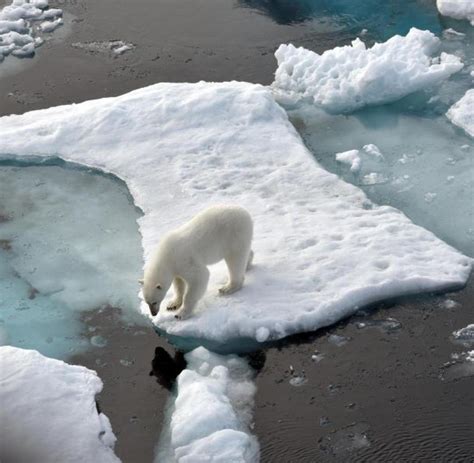 Meereis der Arktis auf zweitkleinste Fläche geschrumpft - WELT
