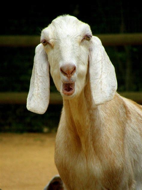 Pictures Of Goats Goats Funny Funny Goat Pictures Funny Memes