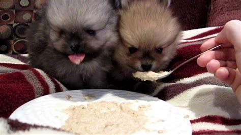 Puppies have high caloric and nutritional needs and so the food selected should be a. Pomeranian Pups Eating - 4 Weeks Old - YouTube