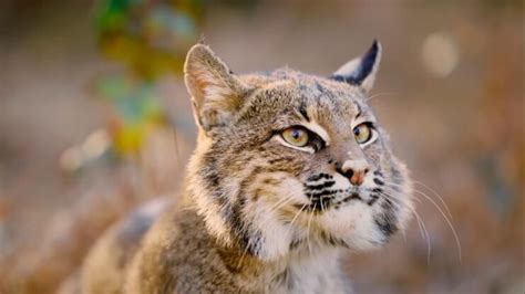 Kentuckys Big Cats A Look At The 2 Different Types Of Wild Cats Found