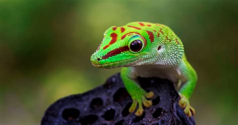 Pet Lizard Care And Maintenance Tips From The Pros Nerdynaut