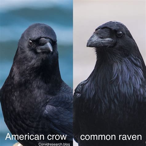 The Definitive Guide For Distinguishing American Crows And Common Ravens