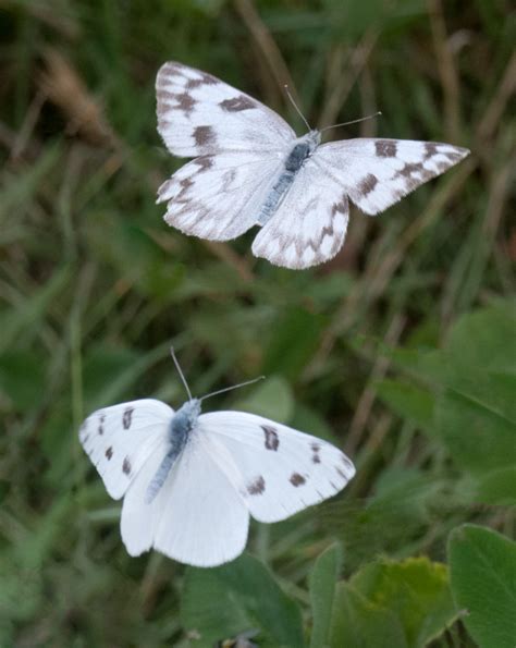 Checkered White Alabama Butterfly Atlas