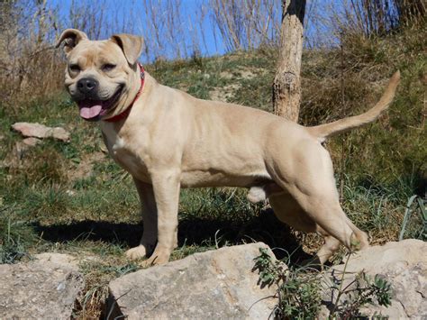 Tiere in not suchen ein neues zuhause. Tierheim Manresa: TYSSON, 5 Jahre, Am. Staffordshire ...