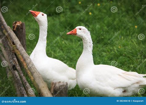 Geese In The Garden Stock Photo Image Of Livestock Idyllic 38240618