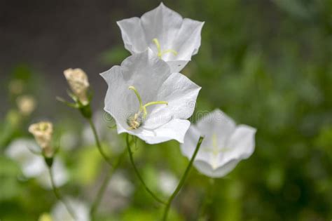 Campanula Carpatica Small White Bell Flowers In Bloom Stock Photo