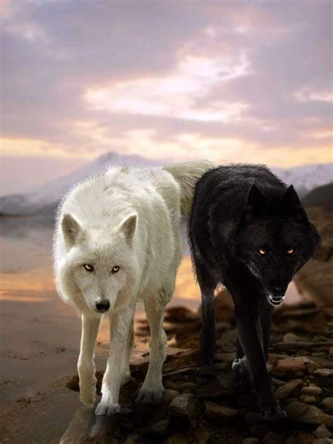 Pin By Patricia Mcclary On Proof Of Wolves Wolf Dog Wolf Spirit