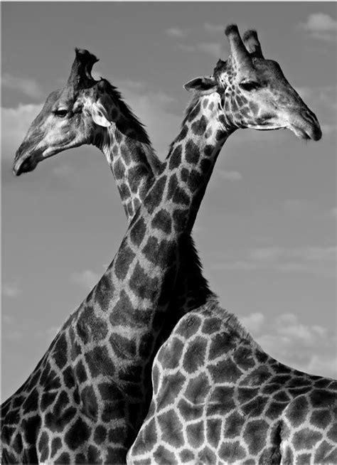 Black And White Archive Giraffes Giraffe Giraffe Photography