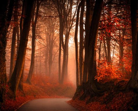 Wallpaper Autumn Red Leaves Trees Road Fog 5120x2880 Uhd 5k Picture