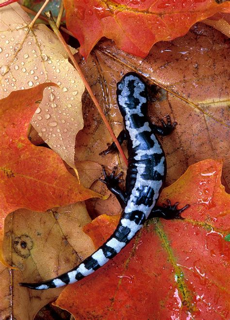 Marbled Salamander Ambystoma Opacum