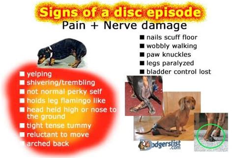 What Can You Do For A Dog With A Pinched Nerve