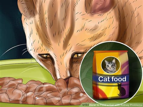 Your cat's kidneys play a vital role in maintaining her health. How to Feed a Cat with Kidney Problems: 11 Steps (with ...