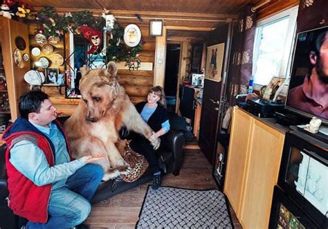 russian couple adopted an orphaned bear cub 25 years ago and they still live together women