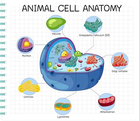 Premium Vector Anatomy Of Animal Cell Biology Diagram