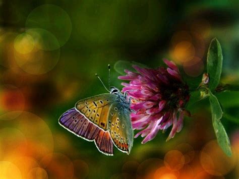 Beautiful Colorful Butterflies Butterflies Wallpaper 40571116 Fanpop