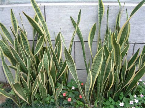 Sansevieria Trifasciata Laurentii Striped Mother In Laws Tongue