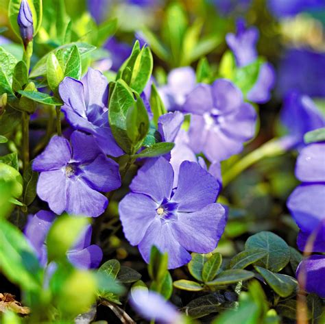 25 Low Maintenance Groundcover Plants That Look Great In Any Yard