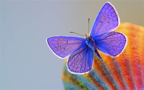 Common Blue Butterfly Hd Wallpaper Wallpaper Flare