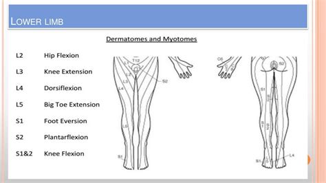 Dermatomes And Myotomes Chart And Map